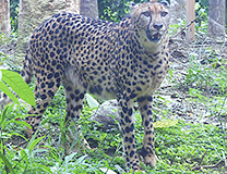 セブ島体験談「楽しみが尽きないセブ旅行」のイメージ画像